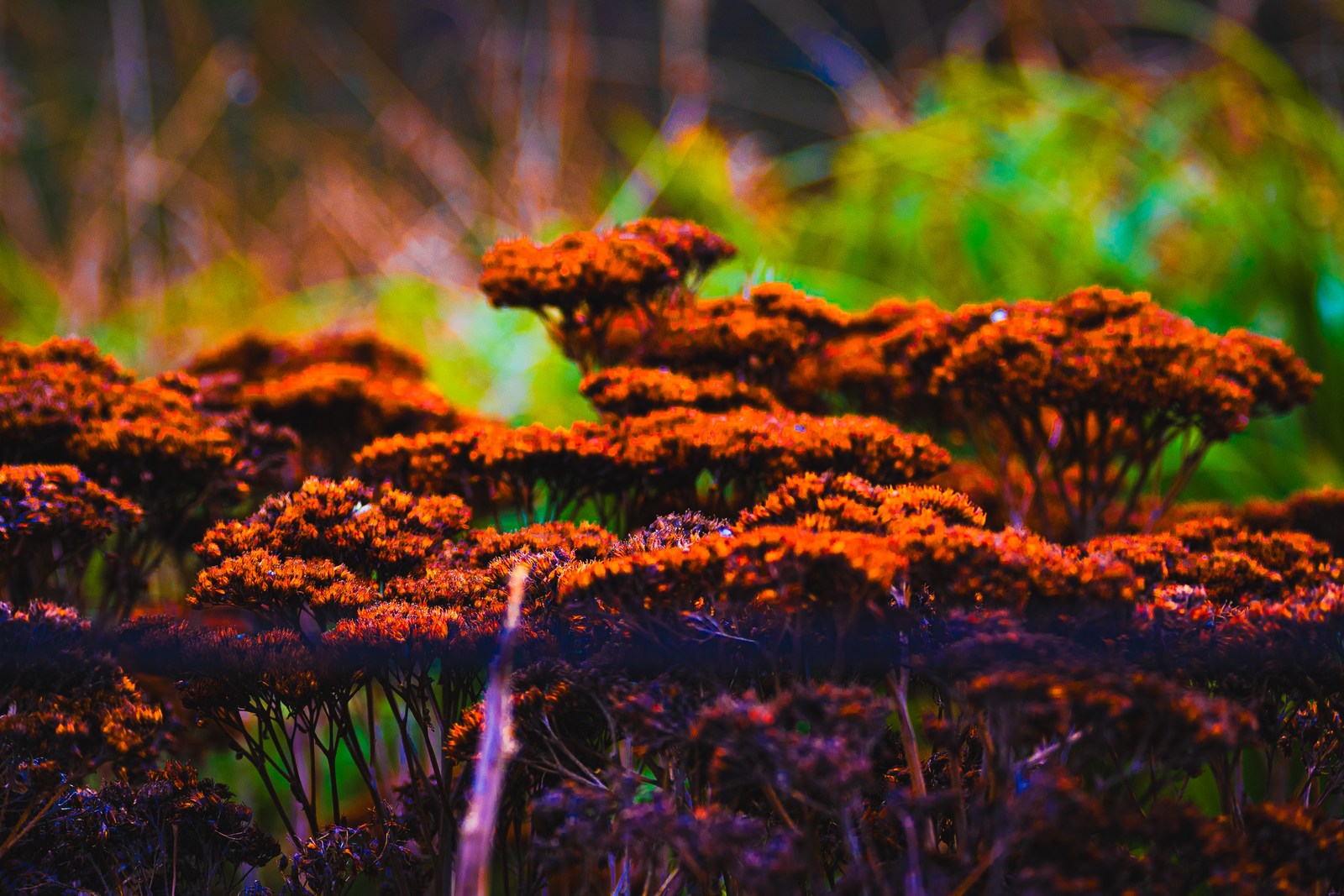 calm, forest, muted colours, nature, texture, warm light