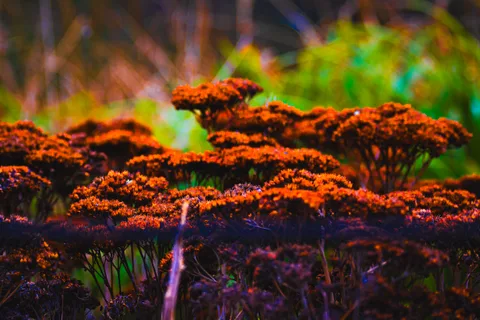 calm, forest, muted colours, nature, texture, warm light