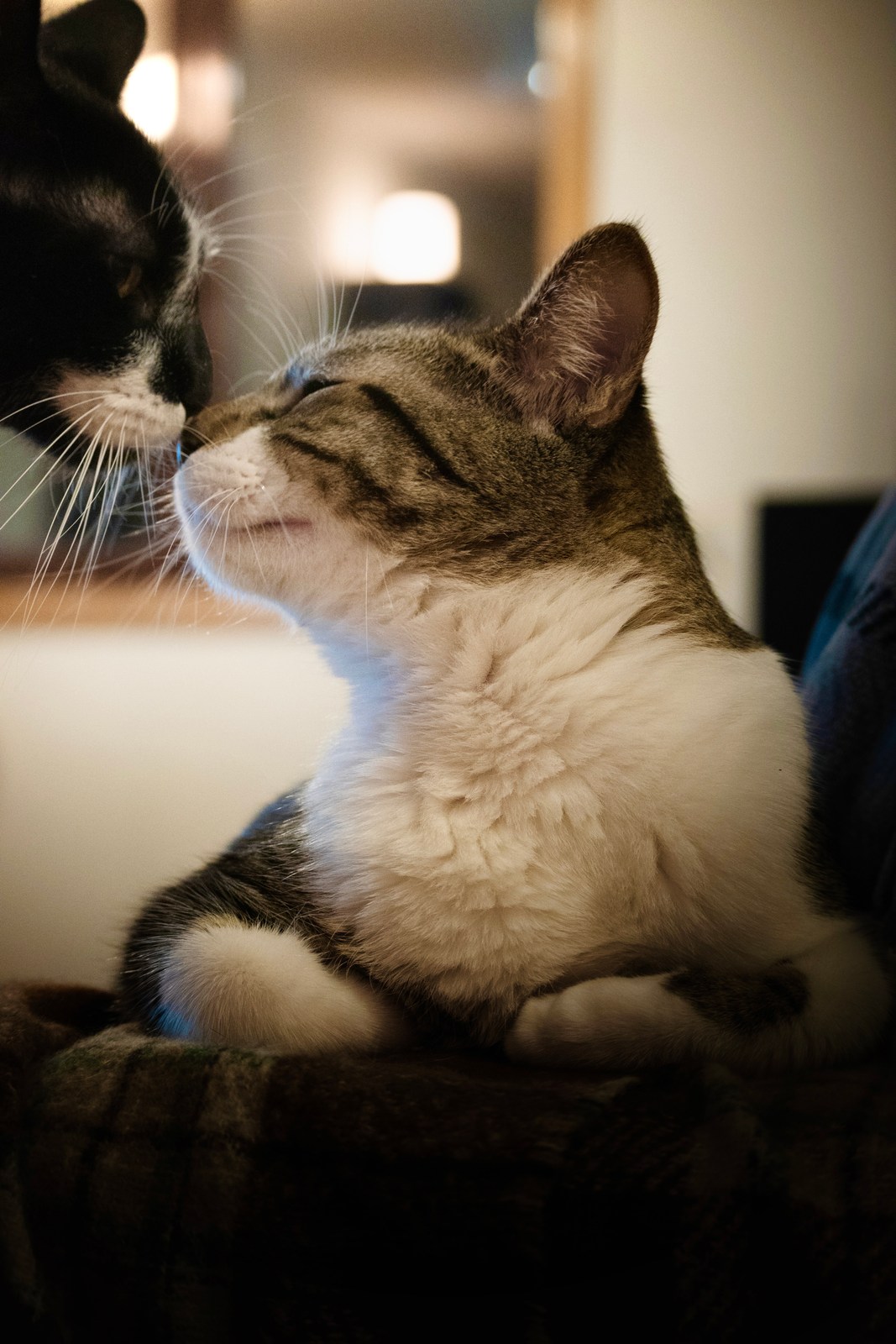 andrew wilde, animals, calm, cat, mario wilde, texture, warm light