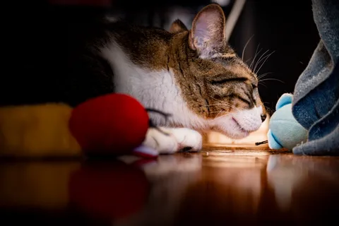 animals, calm, cat, mario wilde, reflection, warm light
