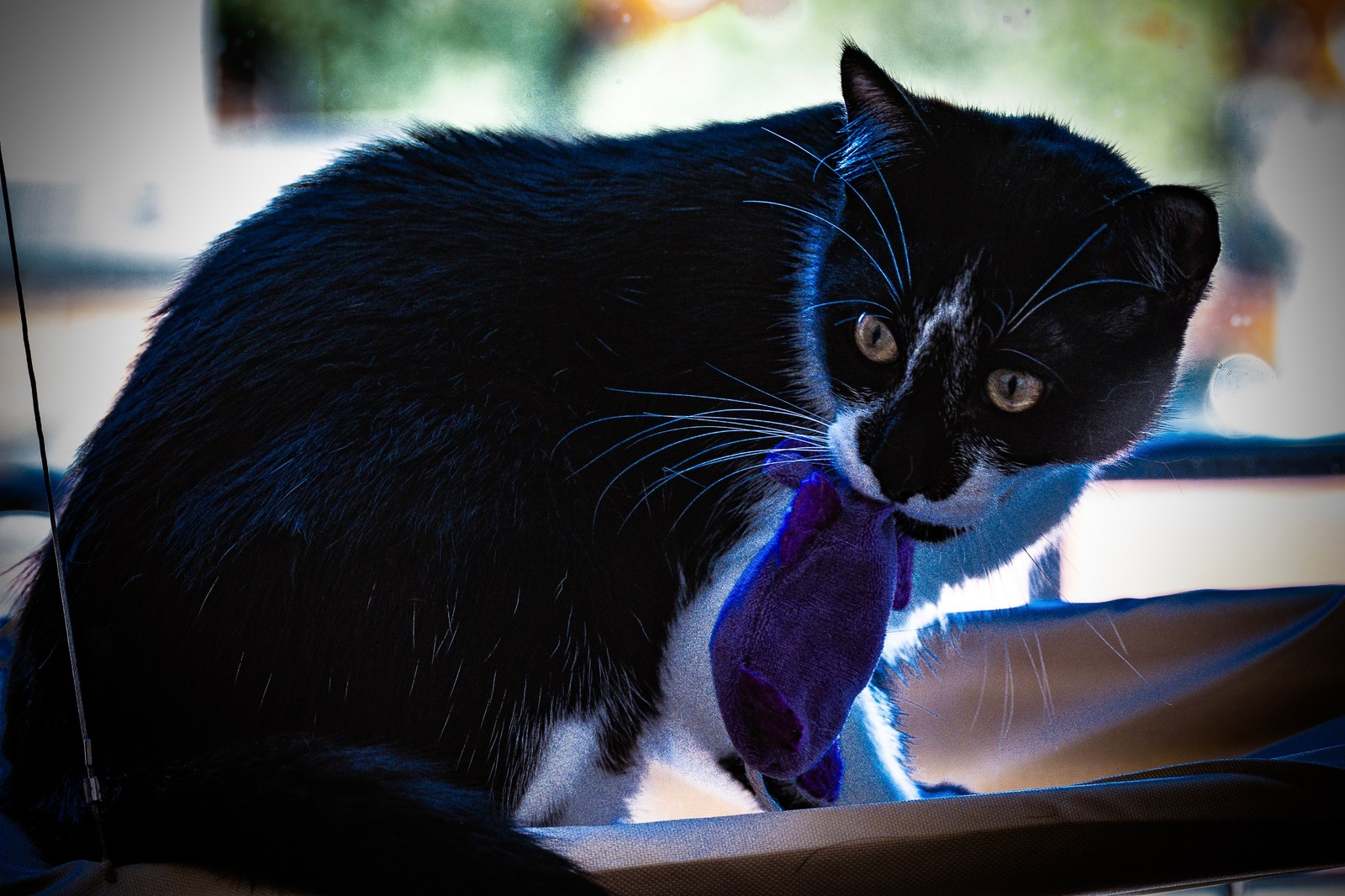 andrew wilde, animals, cat, playfulness, texture