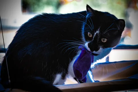 andrew wilde, animals, cat, playfulness, texture