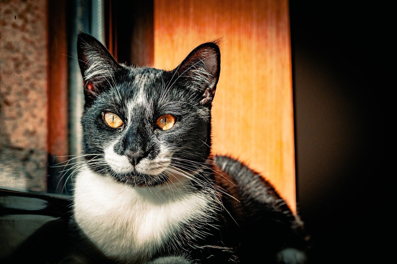 andrew wilde, animals, calm, cat, portrait, texture, warm light