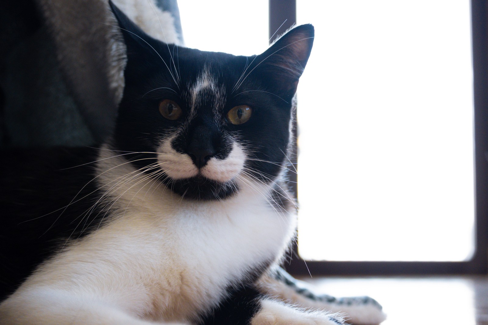 andrew wilde, animals, calm, cat, texture, warm light