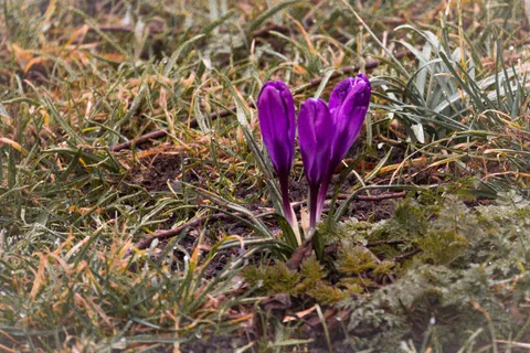 calm, crocus, flowers, muted colours, nature, texture