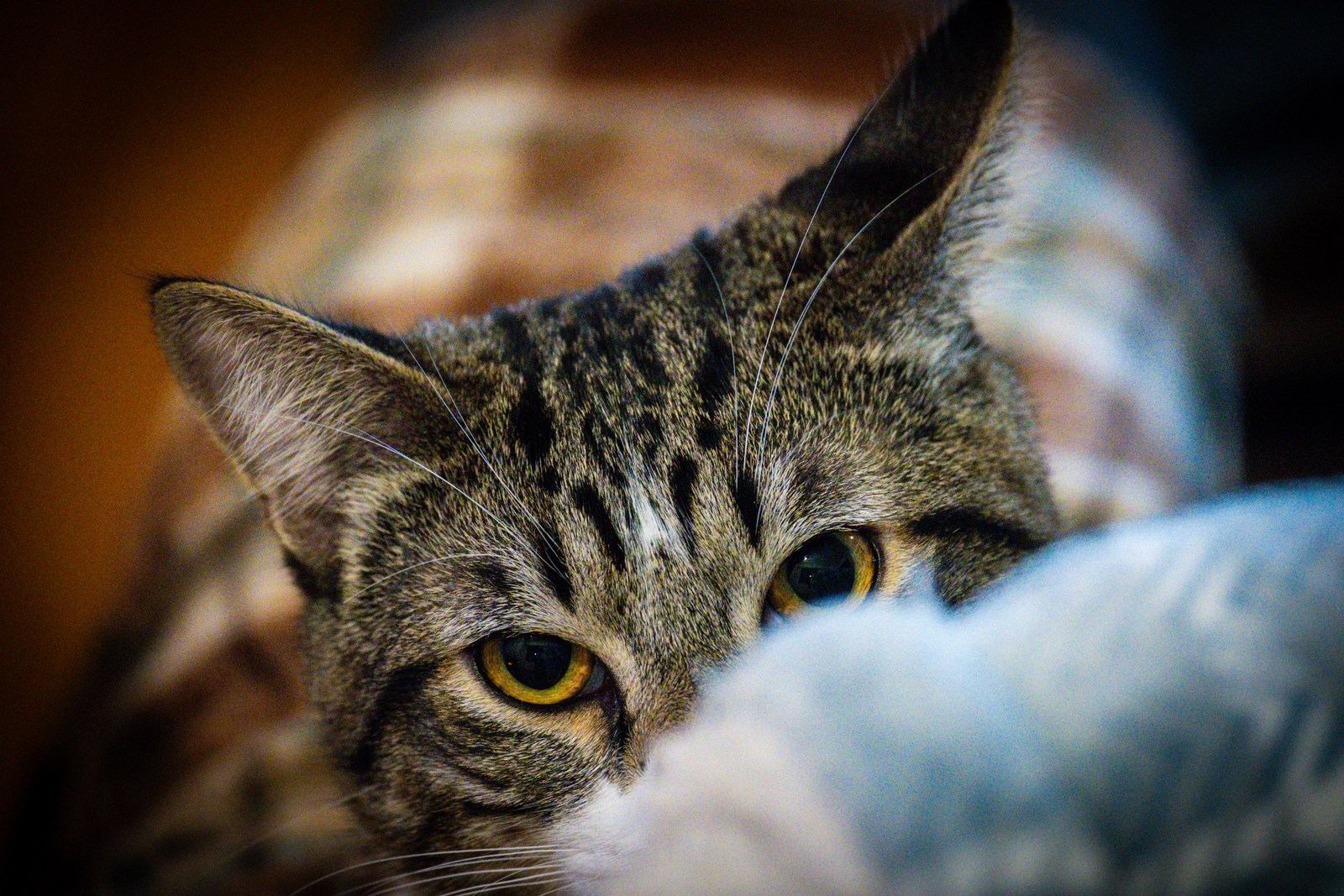 animals, calm, cat, mario wilde, playfulness, texture