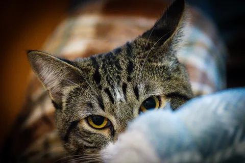 animals, calm, cat, mario wilde, playfulness, texture