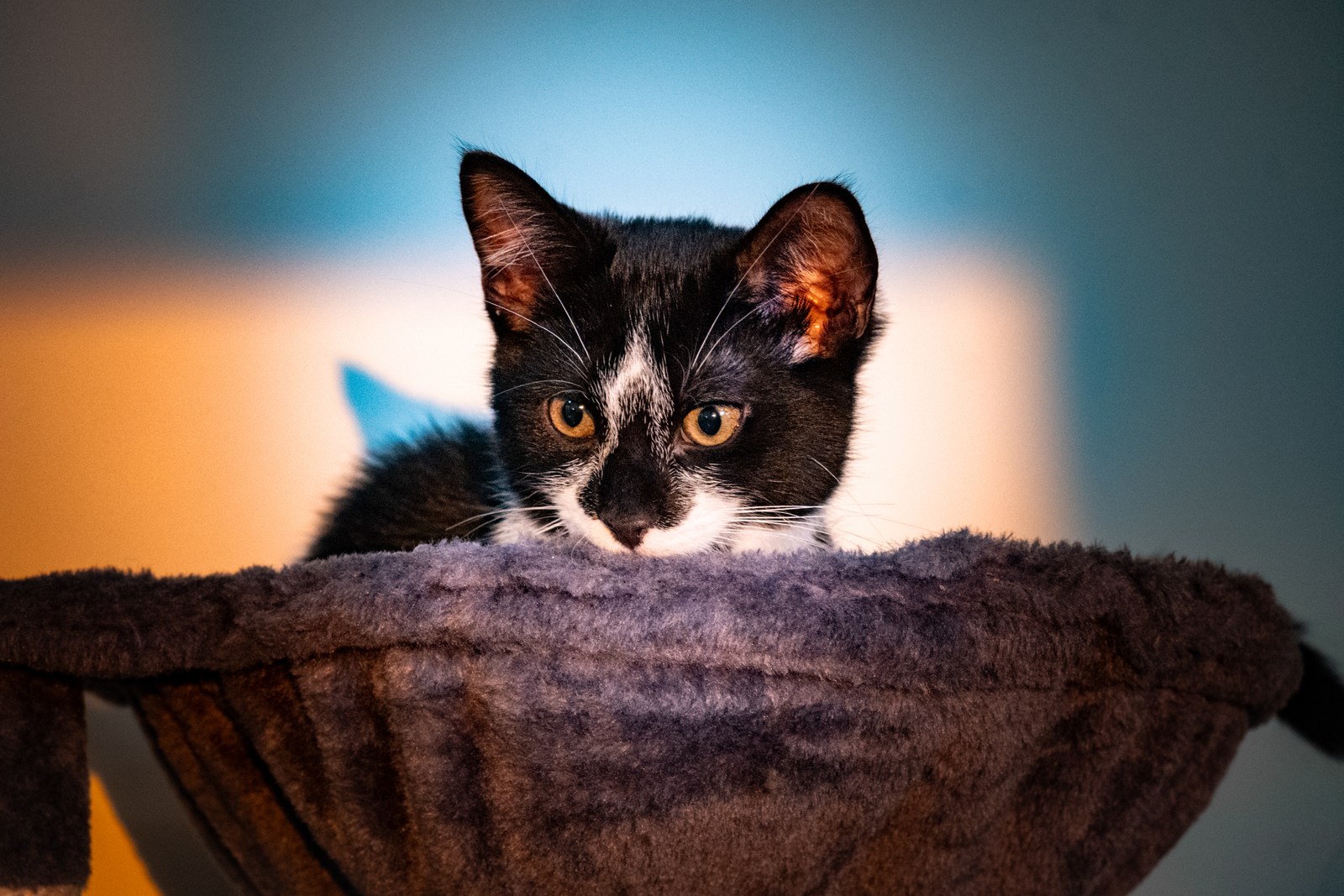 andrew wilde, animals, calm, cat, texture, warm light
