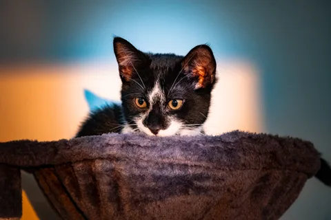 andrew wilde, animals, calm, cat, texture, warm light