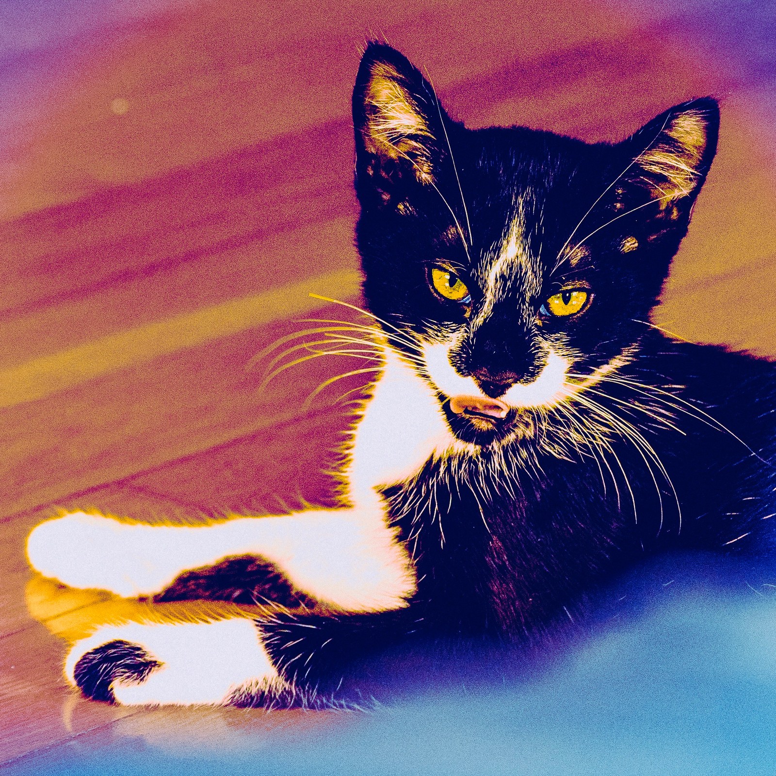 andrew wilde, animals, cat, playfulness, portrait, texture