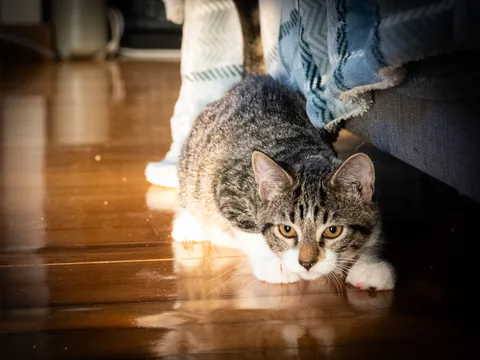 animals, calm, cat, mario wilde, playfulness, reflection, warm light