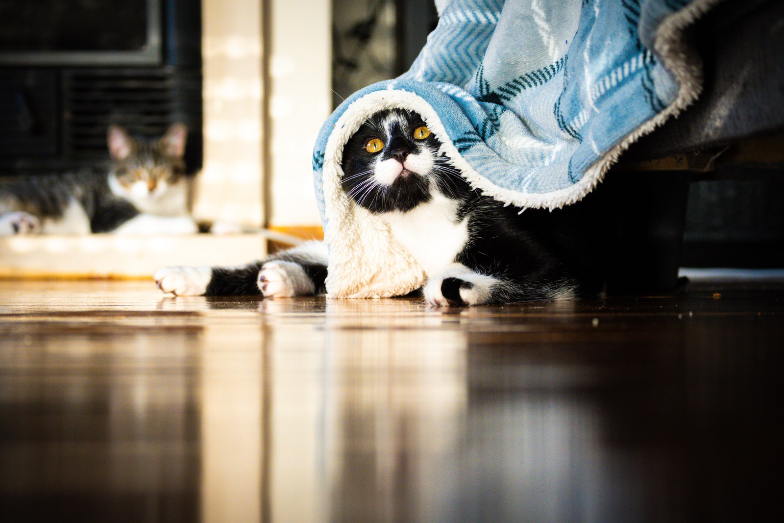 andrew wilde, animals, calm, cat, mario wilde, playfulness, reflection, texture, warm light