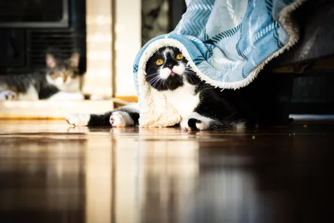 andrew wilde, animals, calm, cat, mario wilde, playfulness, reflection, texture, warm light