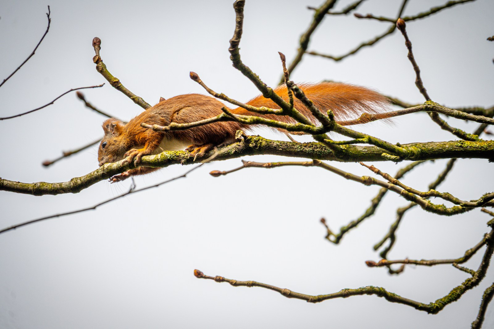animals, calm, forest, muted colours, nature, squirrel, texture