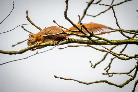 animals, calm, forest, muted colours, nature, squirrel, texture