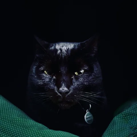 animals, cat, muted colours, silhouette, solitude, texture