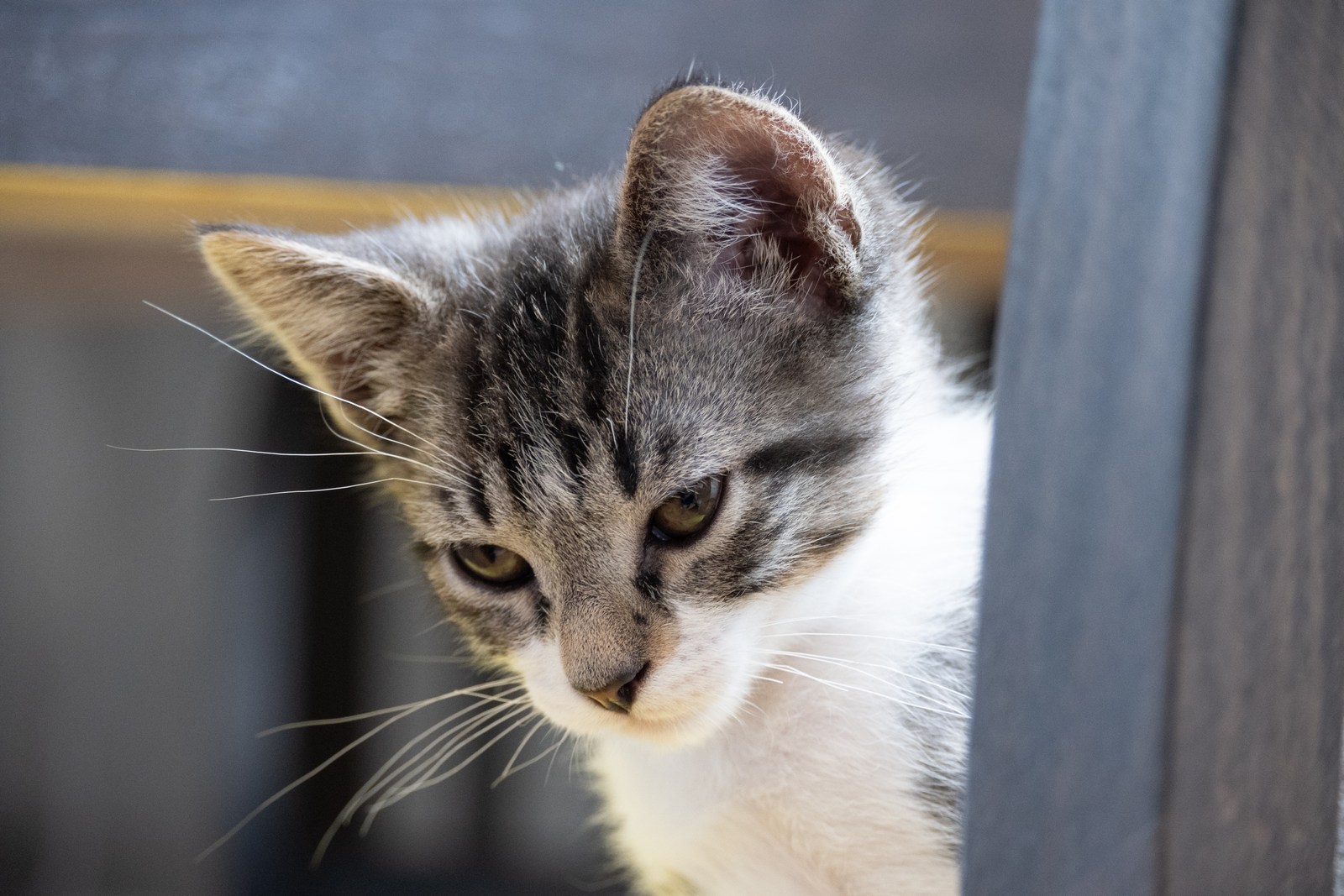animals, calm, cat, mario wilde, texture, warm light