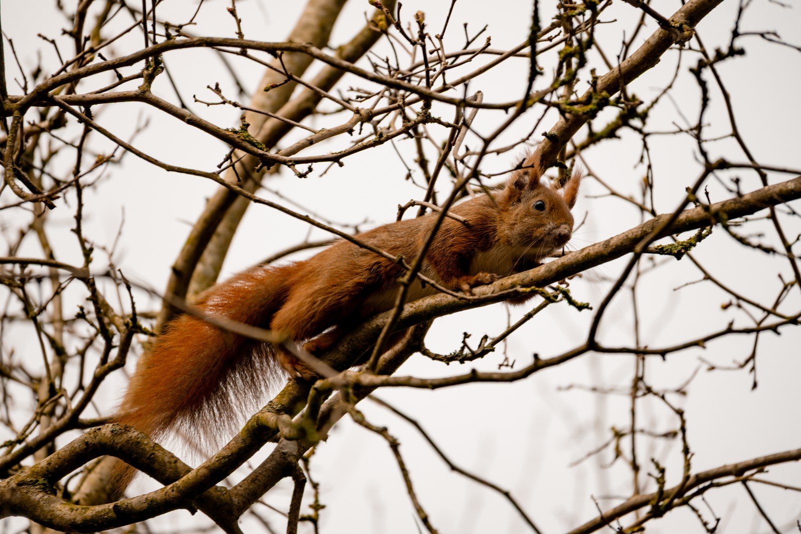 animals, calm, forest, muted colours, nature, squirrel, texture