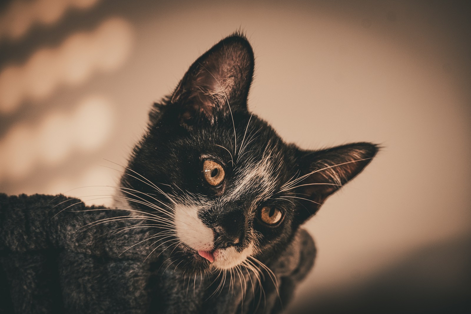 andrew wilde, animals, calm, cat, muted colours, playfulness, texture, warm light