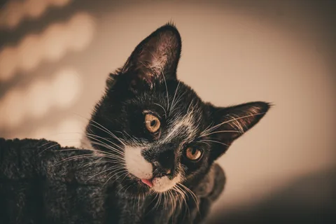 andrew wilde, animals, calm, cat, muted colours, playfulness, texture, warm light