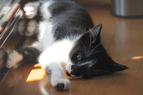 andrew wilde, animals, calm, cat, texture, warm light