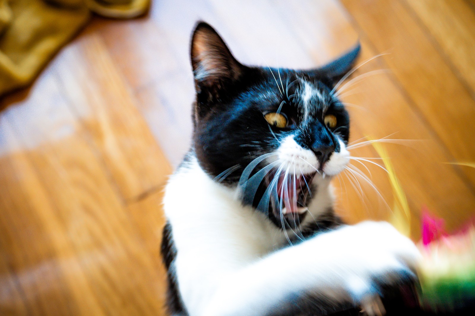 andrew wilde, animals, cat, motion, playfulness, warm light