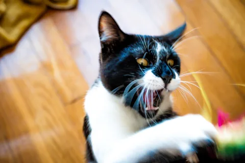 andrew wilde, animals, cat, motion, playfulness, warm light