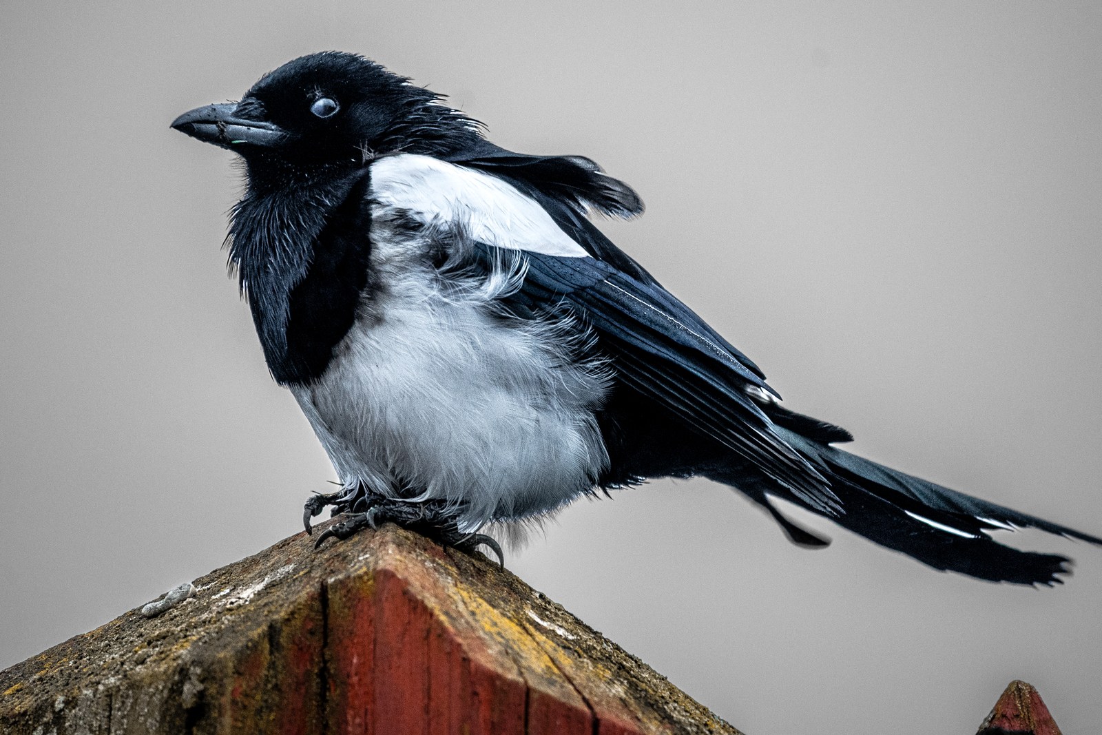 animals, bird, calm, magpie, muted colours, nature, texture