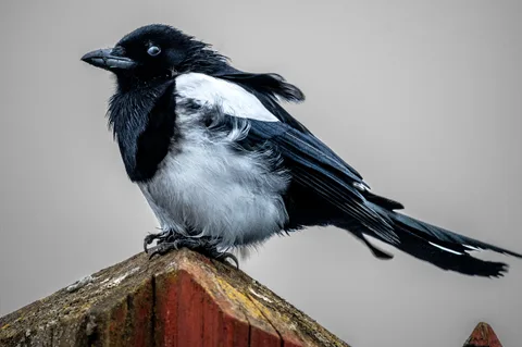 animals, bird, calm, magpie, muted colours, nature, texture