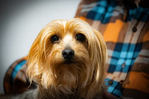 animals, calm, dog, portrait, texture, warm light