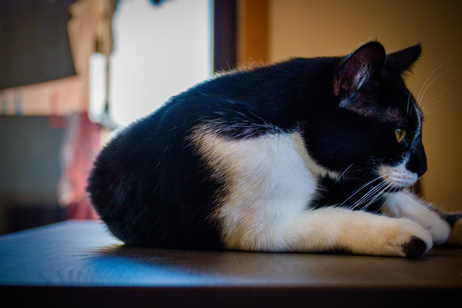 andrew wilde, animals, calm, cat, texture, warm light
