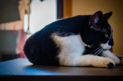 andrew wilde, animals, calm, cat, texture, warm light