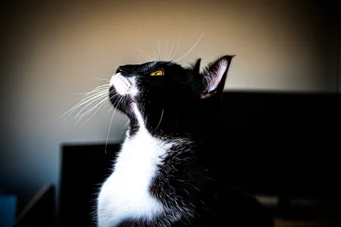 andrew wilde, animals, calm, cat, muted colours, portrait, texture