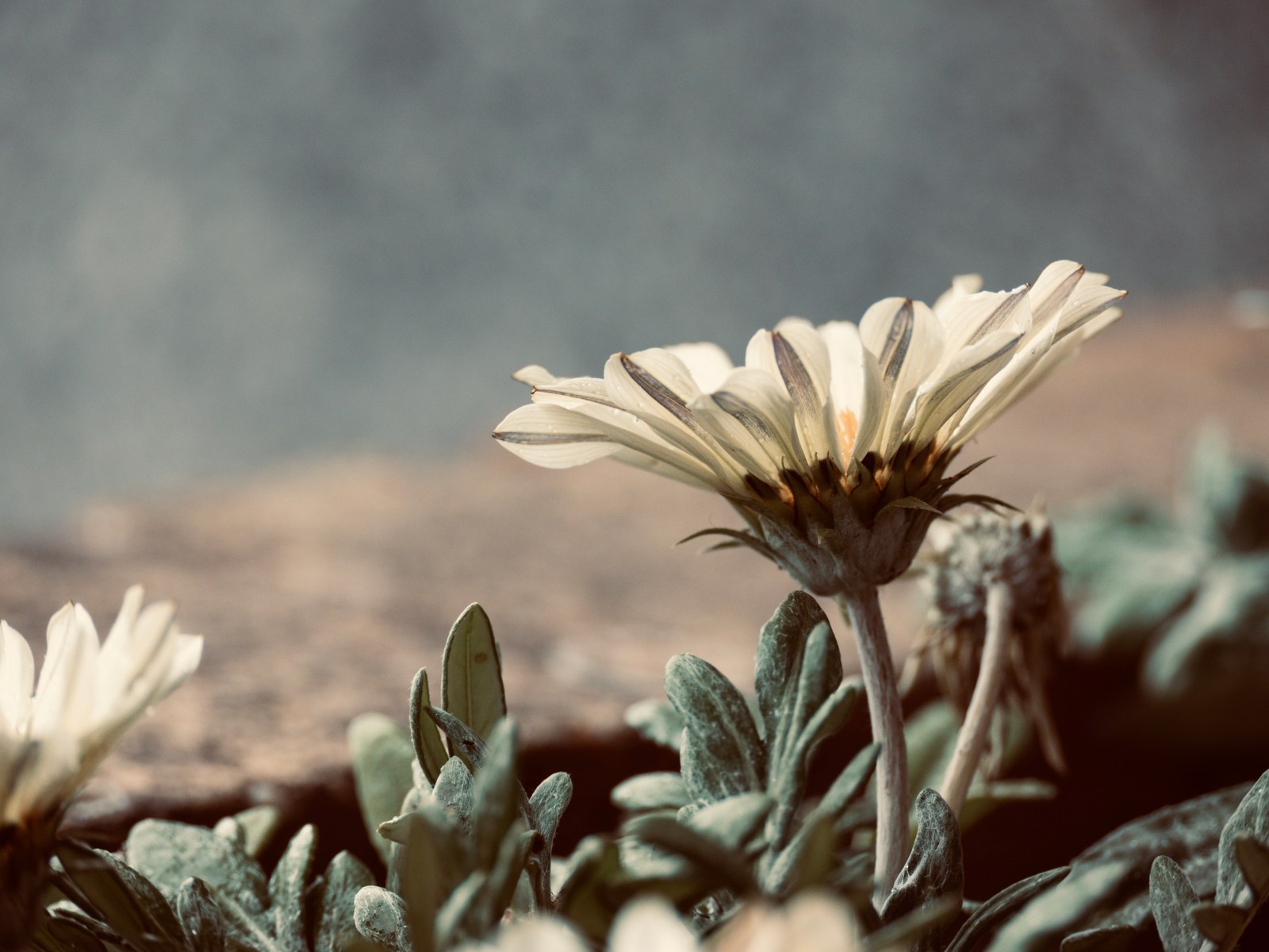 calm, muted colours, nature, texture