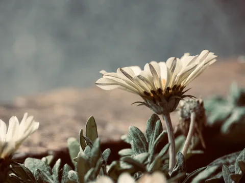 calm, muted colours, nature, texture