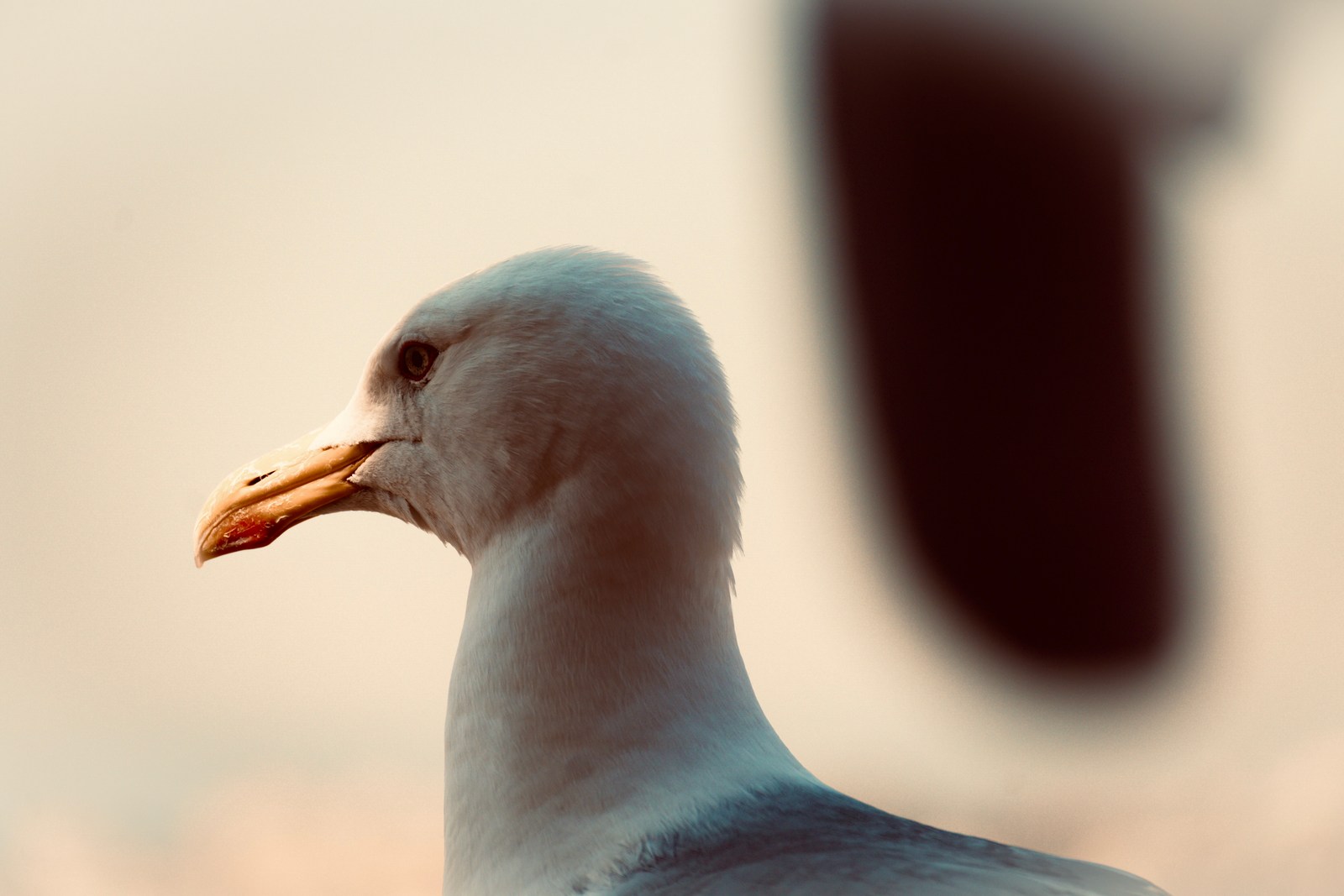 animals, bird, calm, coast, muted colours, seagull, solitude, texture, warm light