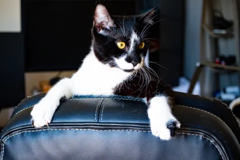 andrew wilde, animals, calm, cat, texture, warm light