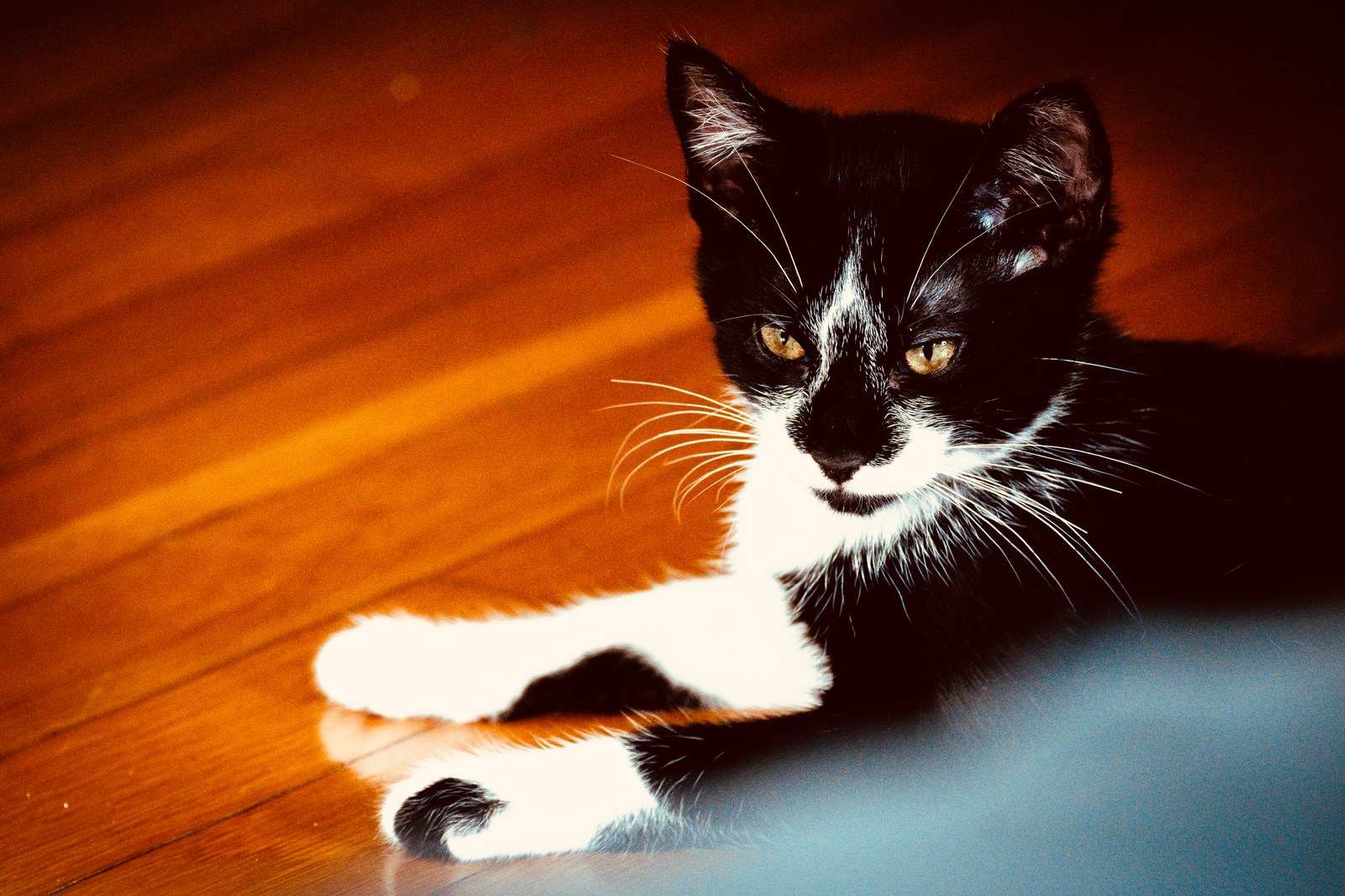 andrew wilde, animals, calm, cat, texture, warm light
