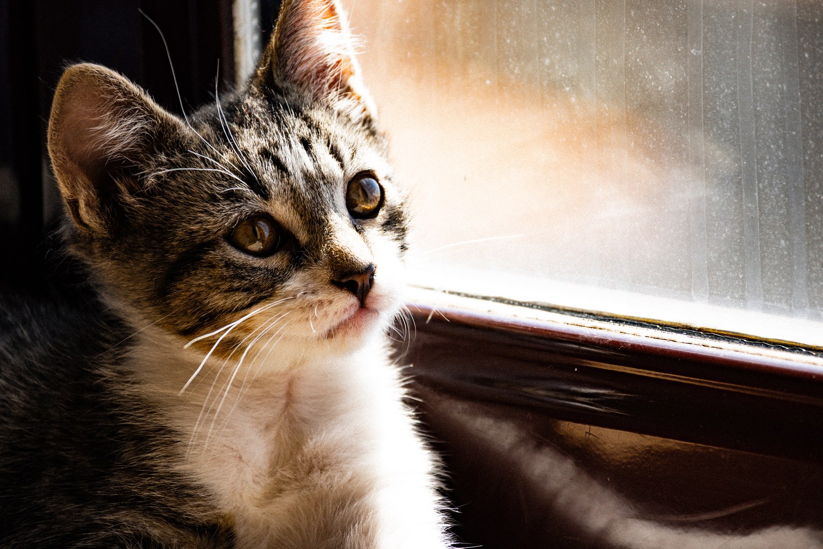 animals, calm, cat, mario wilde, texture, warm light