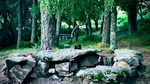 calm, forest, muted colours, nature, solitude, texture