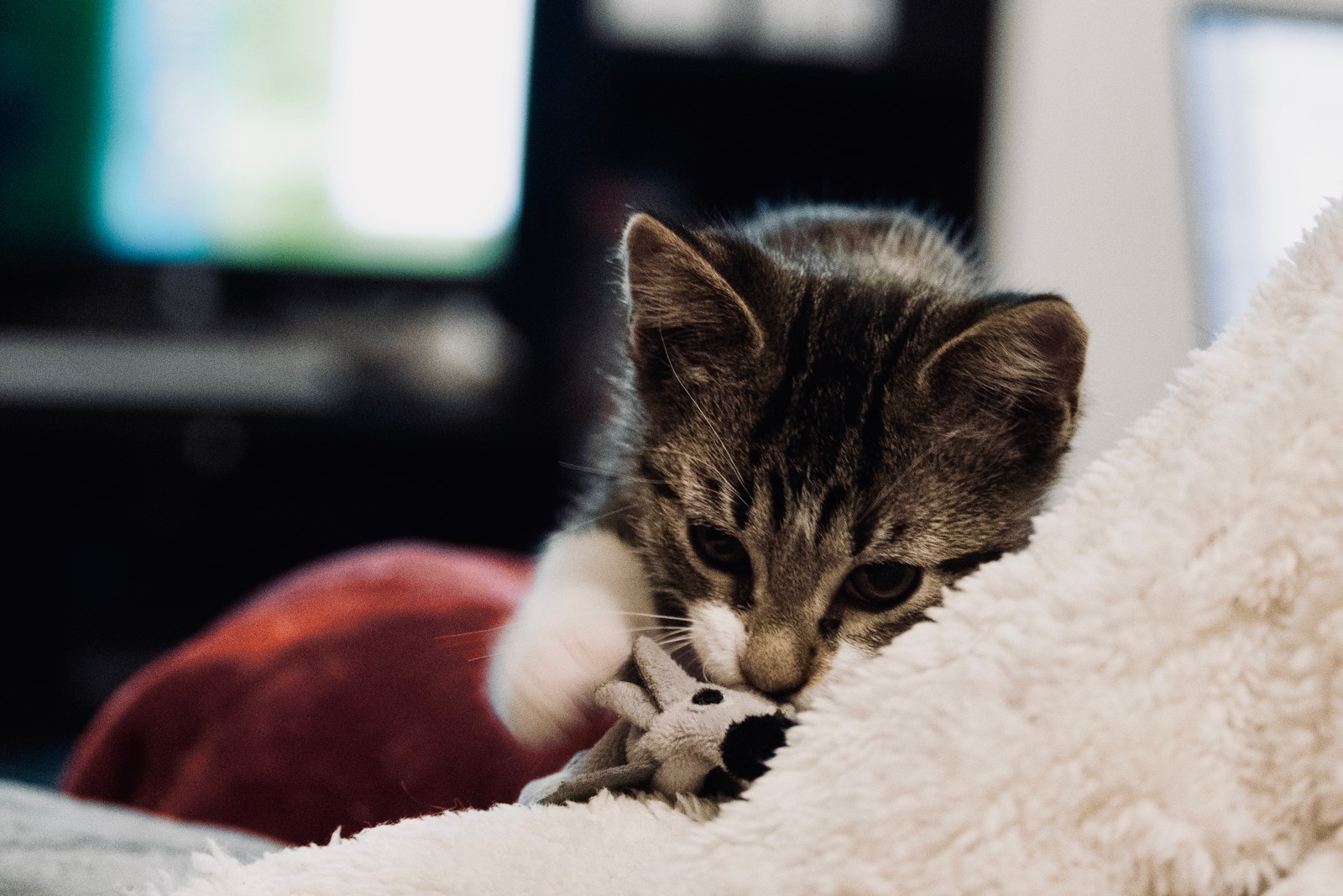 animals, calm, cat, mario wilde, muted colours, playfulness, texture