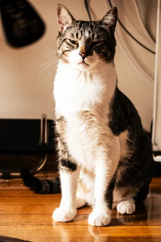 animals, calm, cat, mario wilde, texture, warm light