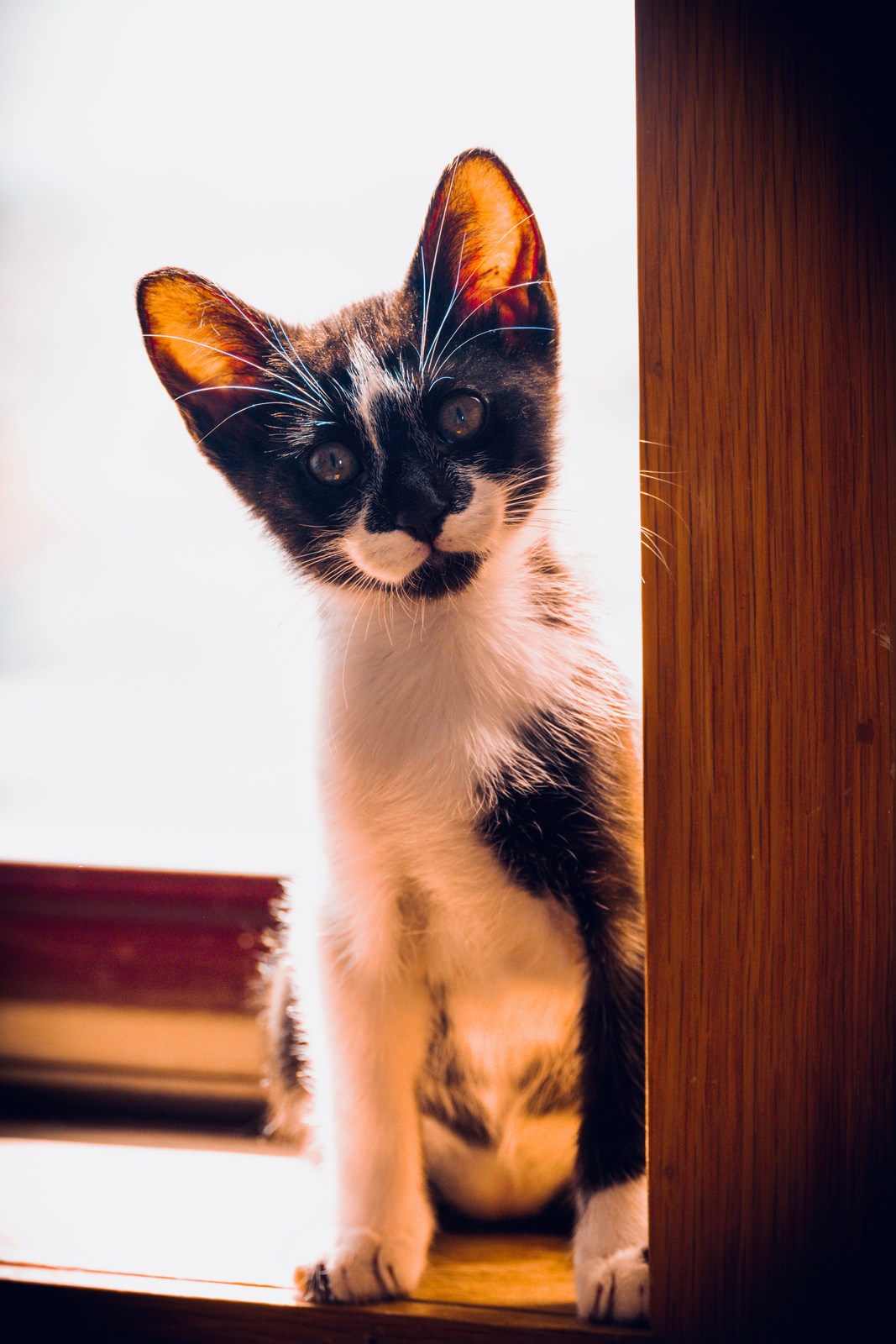 andrew wilde, animals, calm, cat, texture, warm light