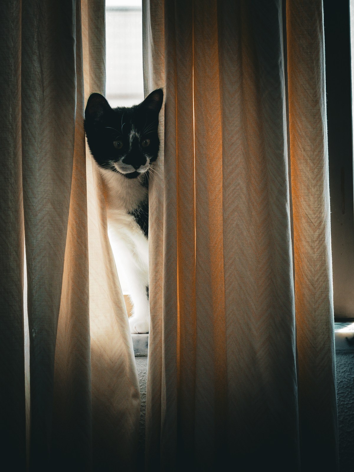 andrew wilde, animals, calm, cat, texture, warm light