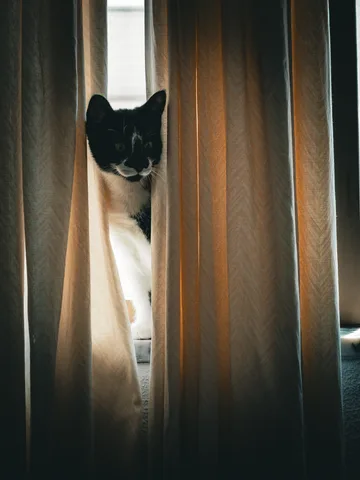 andrew wilde, animals, calm, cat, texture, warm light