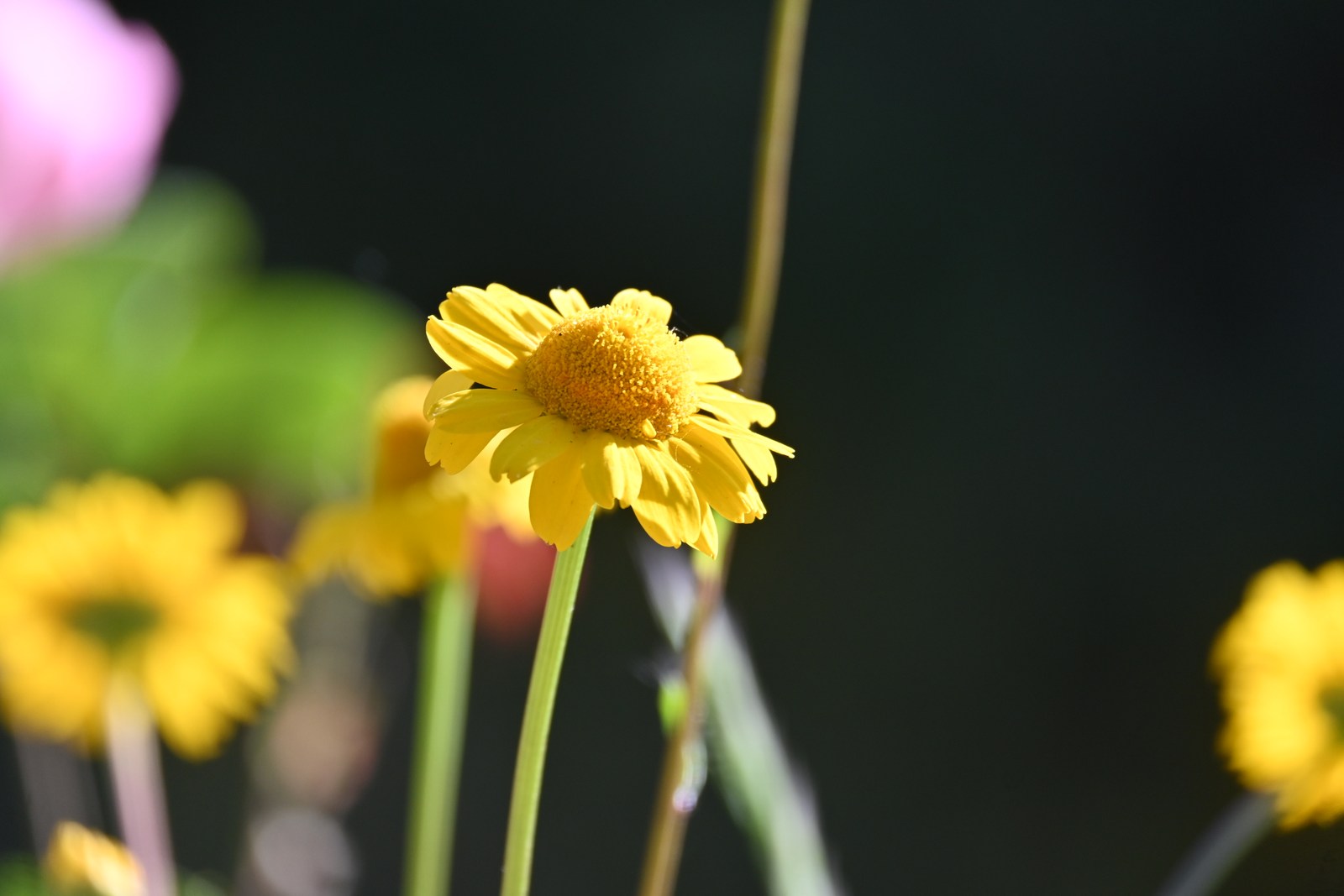calm, flower, nature, texture, warm light