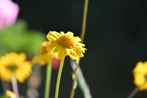 calm, flower, nature, texture, warm light