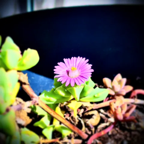 calm, flower, nature, succulent, texture, warm light