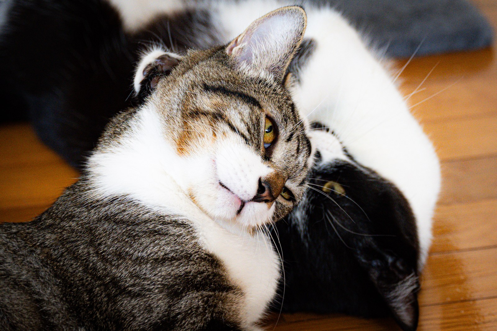 andrew wilde, animals, calm, cat, mario wilde, texture, warm light