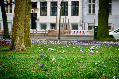 calm, muted colours, nature, street, texture